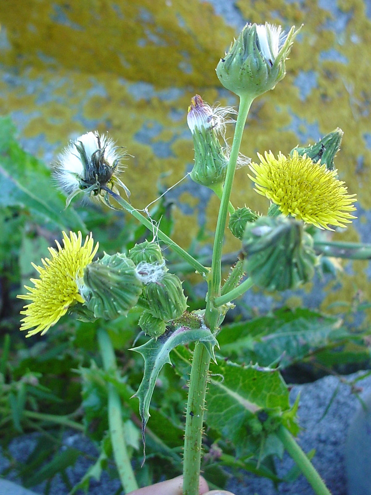 prickly sow-thistle